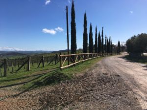 Casa Pumba - Its access road